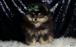 Pomeranian dogs for sale: Bingo - Image 1