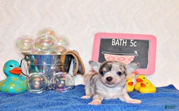 Chihuahua dogs for sale: Yolo - Image 2