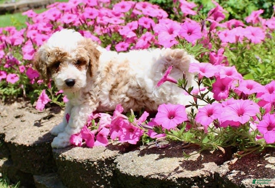 Miniature Poodle dogs for sale: Charlie - Image 9