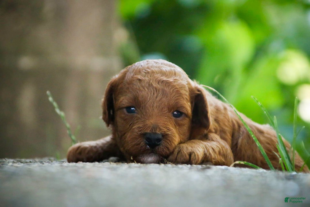 Miniature Poodle dogs for sale: Miniature Poodle 4 puppies - Image 16