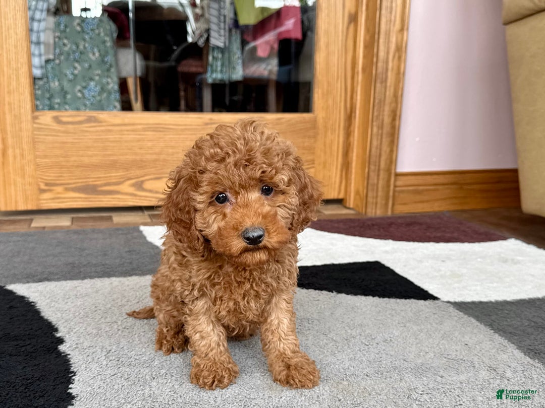 Cockapoo dogs for sale: Waylon - Image 4