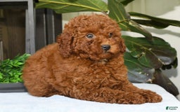 Miniature Poodle dogs for sale: Scotty - Image 8