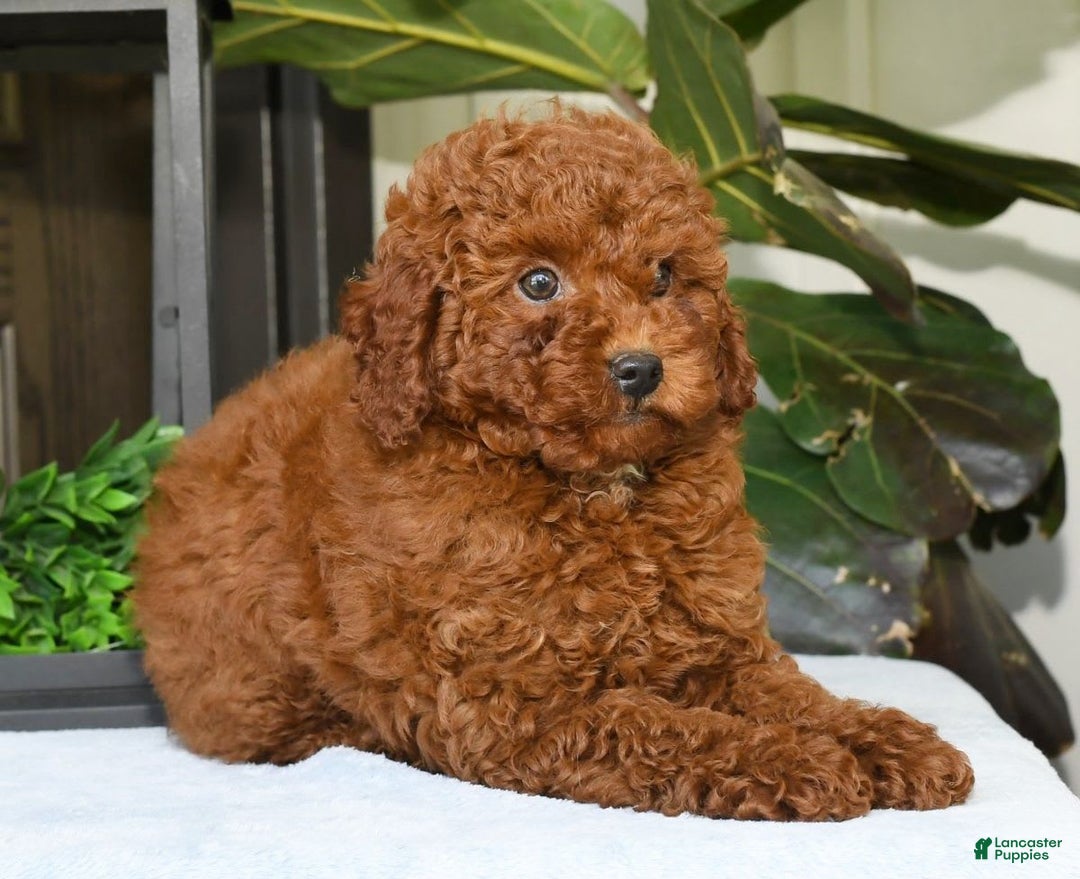 Miniature Poodle dogs for sale: Scotty - Image 8