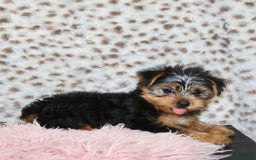 Yorkshire Terrier dogs for sale: Callie - Image 2