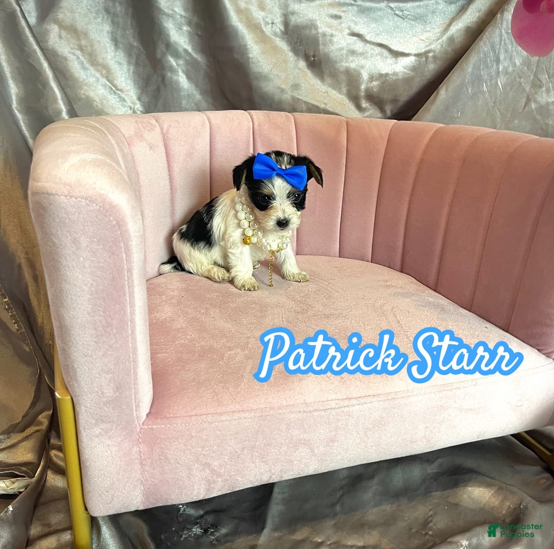 Yorkshire Terrier dogs for sale: Patrick Starr - Image 11