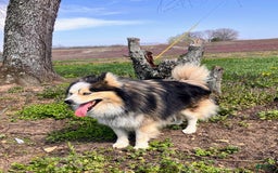 Pomsky dogs for sale: Aden - Image 26