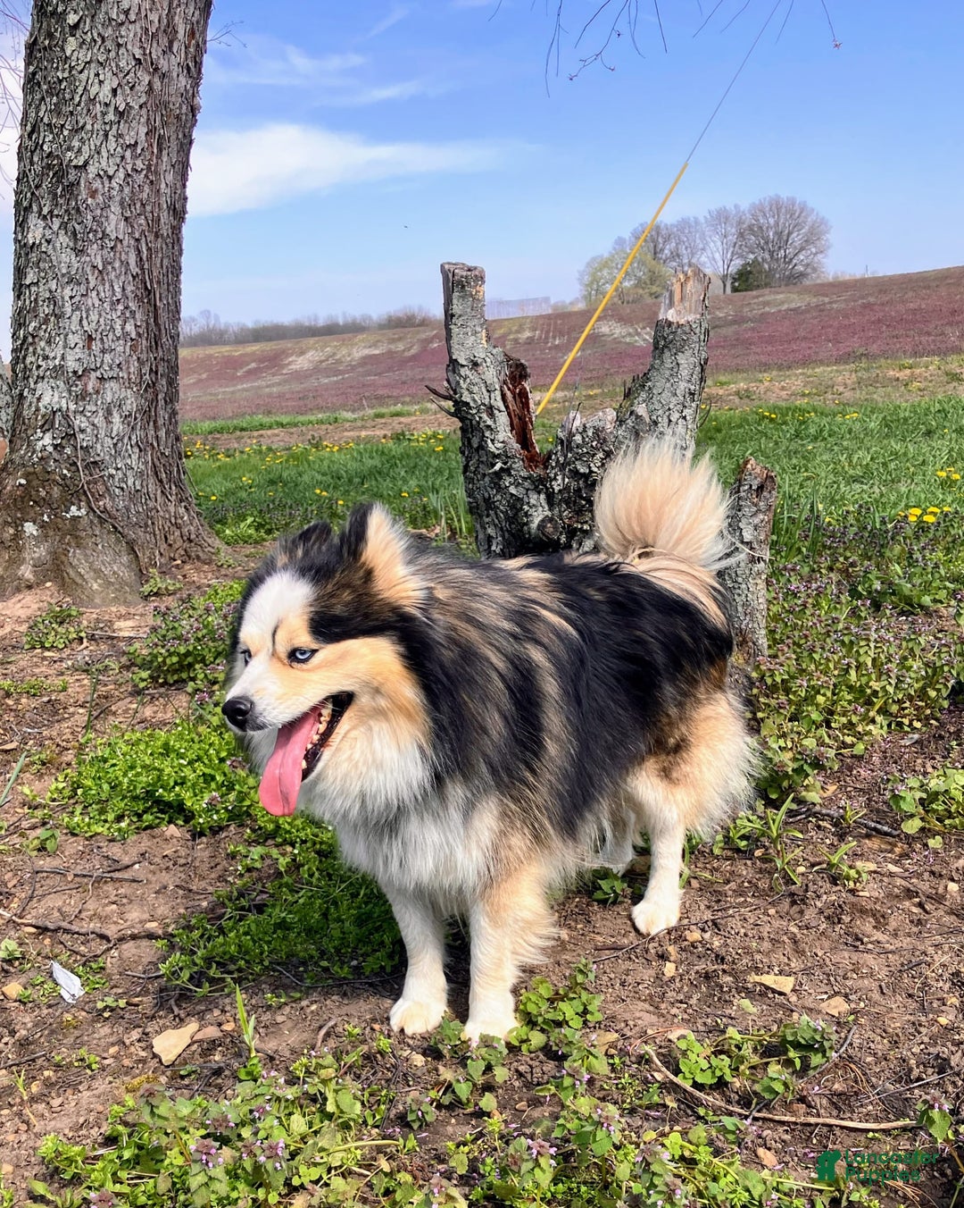 Pomsky dogs for sale: Aden - Image 26