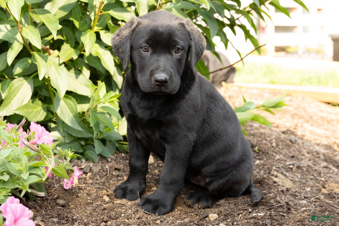 Labrador Retriever dogs for sale: Flossie - Image 1