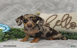 Miniature Dachshund dogs for sale: Kelsey - Image 2