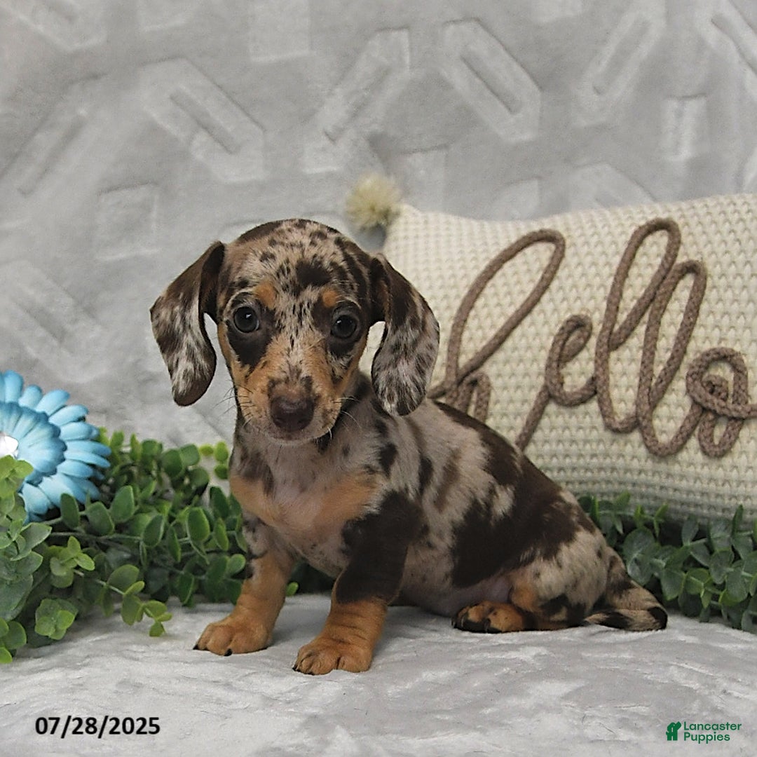 Miniature Dachshund dogs for sale: Kelsey - Image 2