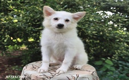 American Eskimo dogs for sale: Skipper - Image 3