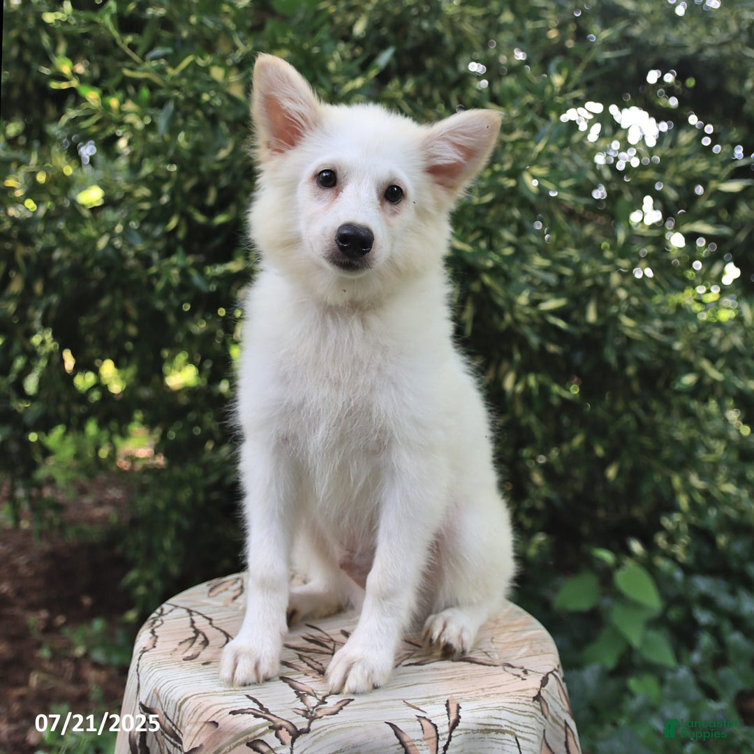 American Eskimo dogs for sale: Skipper - Image 3