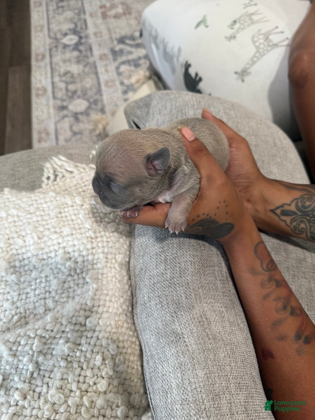 French Bulldog dogs for sale: Branch - Image 2