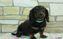 Miniature Dachshund dogs for sale: Mystery - Image 4