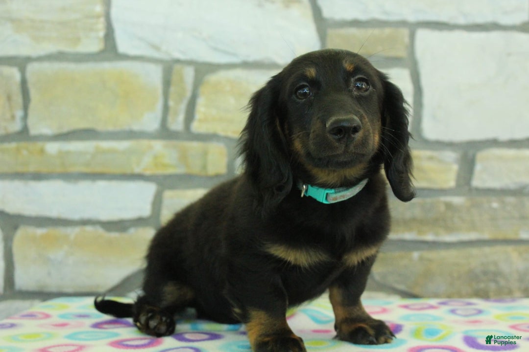Miniature Dachshund dogs for sale: Mystery - Image 4