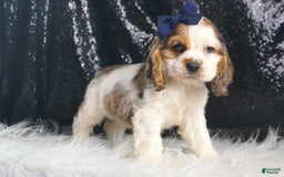 Cocker Spaniel dogs for sale: Lucky - Image 2