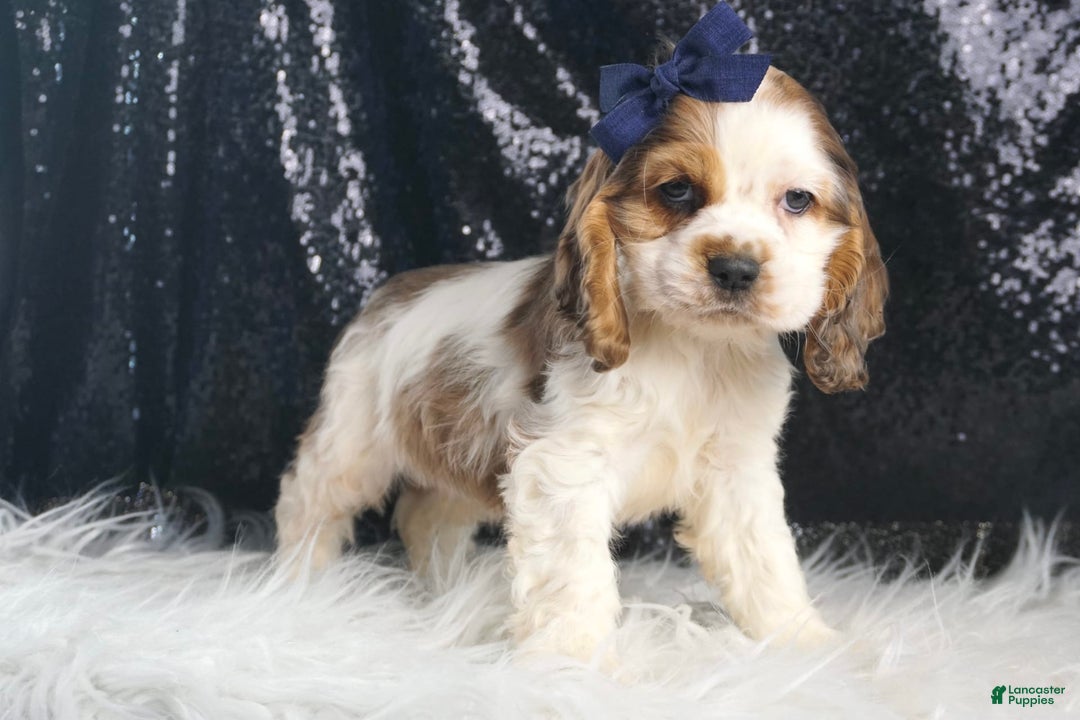 Cocker Spaniel dogs for sale: Lucky - Image 2
