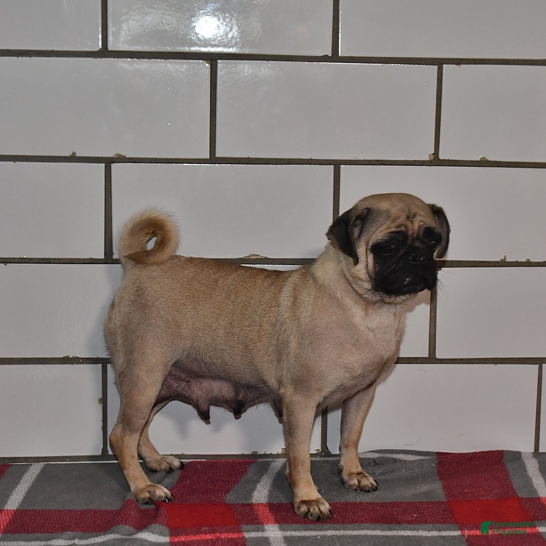 Pug dogs for sale: Chloe - Image 4