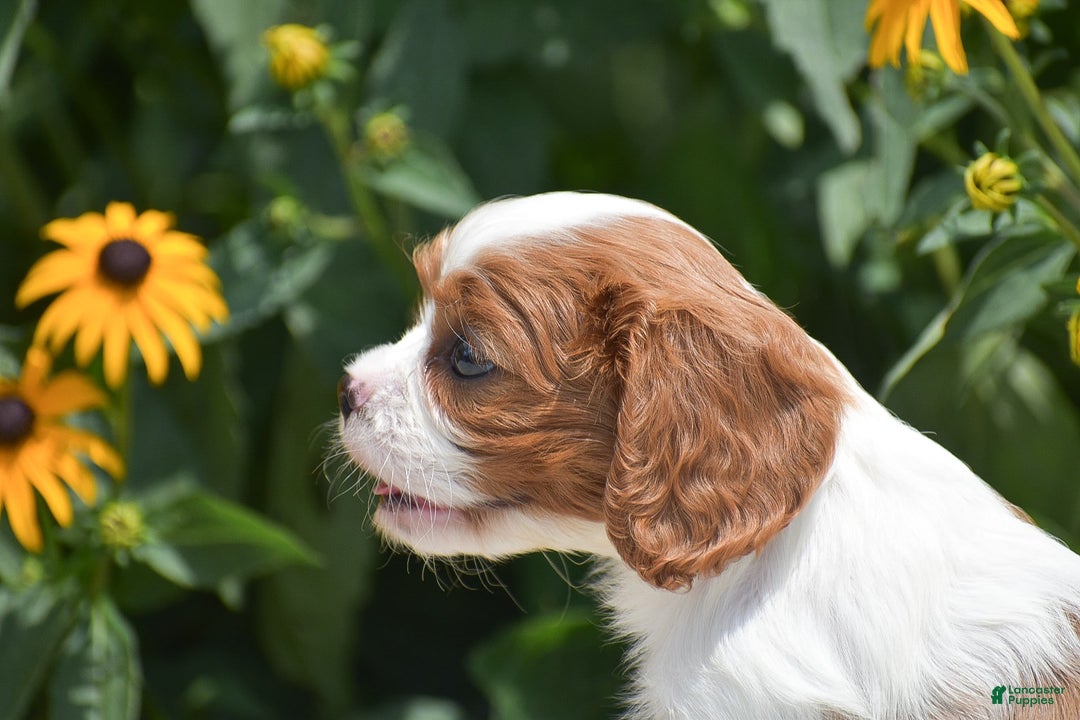 Cavalier King Charles Spaniel dogs for sale: Bethany - Image 3