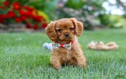 Cavalier King Charles Spaniel dogs for sale: Sadie - Image 2