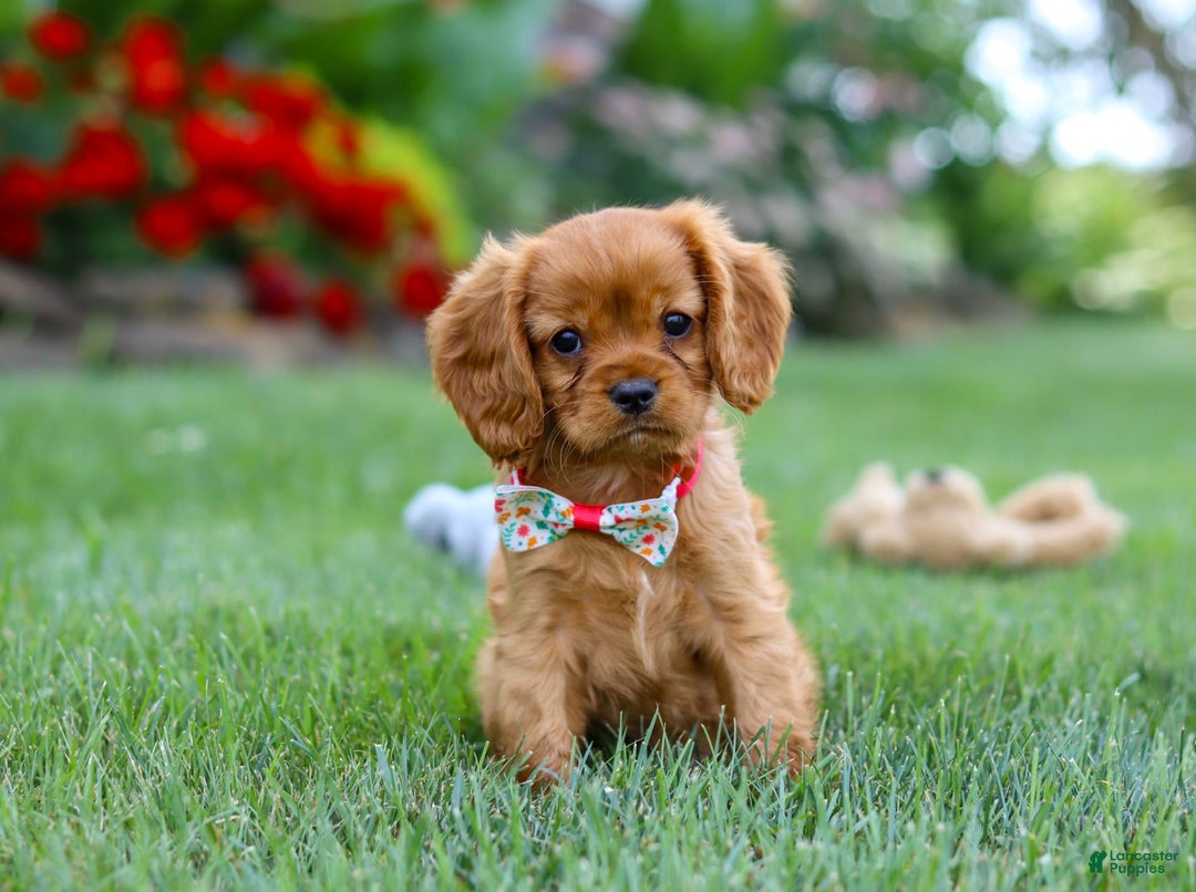 Cavalier King Charles Spaniel dogs for sale: Sadie - Image 2