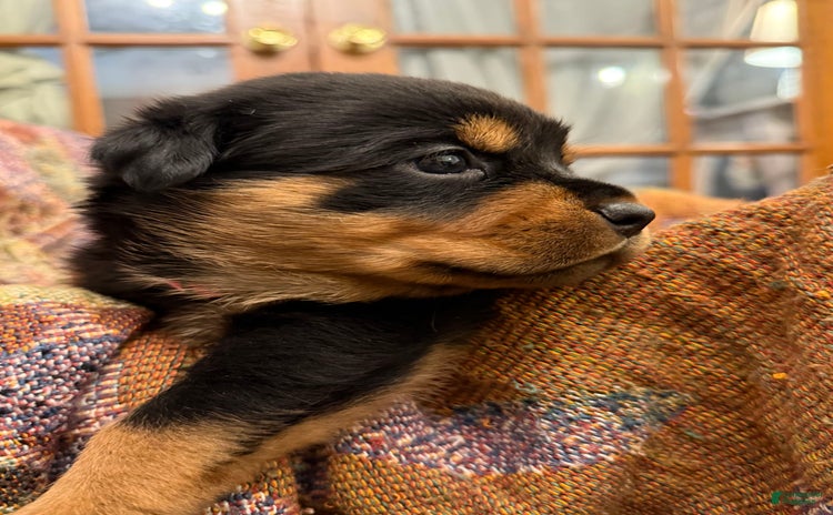 Rottweiler dogs for sale - Ad 3