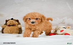 Bichpoo dogs for sale: Deborah - Image 4