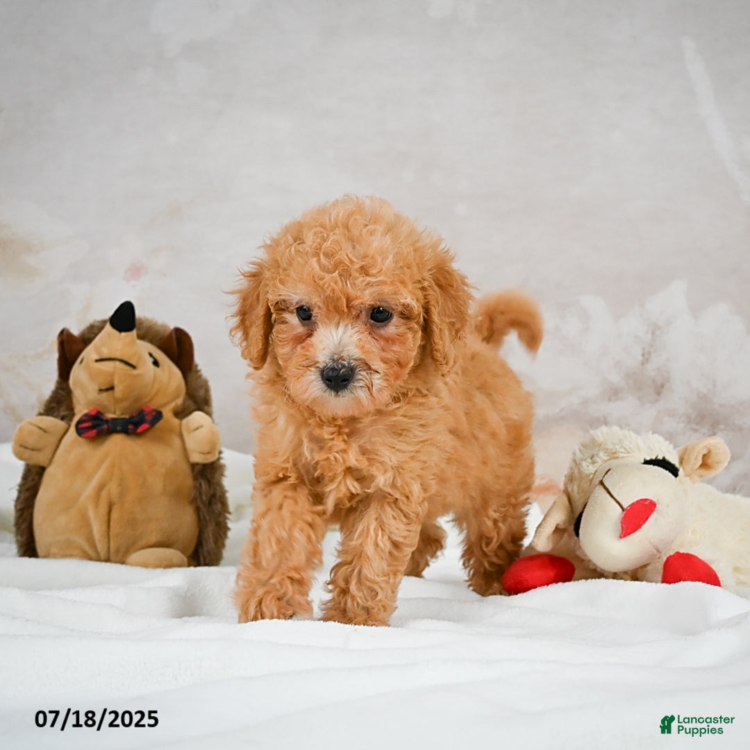 Bichpoo dogs for sale: Deborah - Image 4