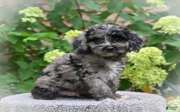 Cockapoo dogs for sale: Leo - Image 2