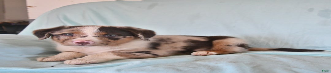 Frankie