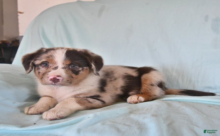 Australian Shepherd dogs for sale - Ad 3