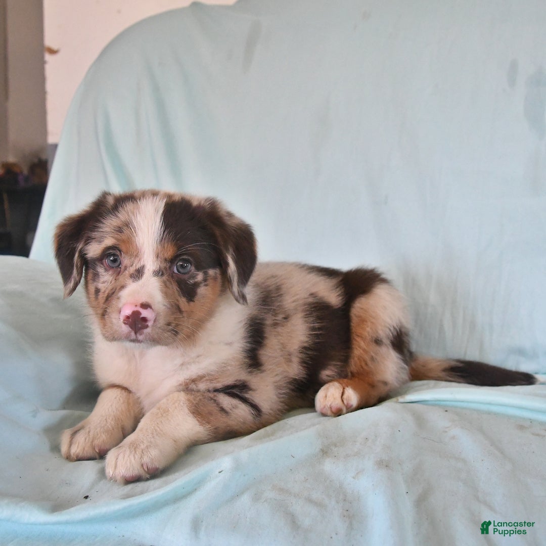 Australian Shepherd dogs for sale: Frankie - Image 1