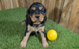 Cavalier King Charles Spaniel dogs for sale: Brin Girl 4 - Image 6