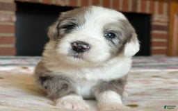 Sheepadoodle dogs for sale: Wilma - Image 2
