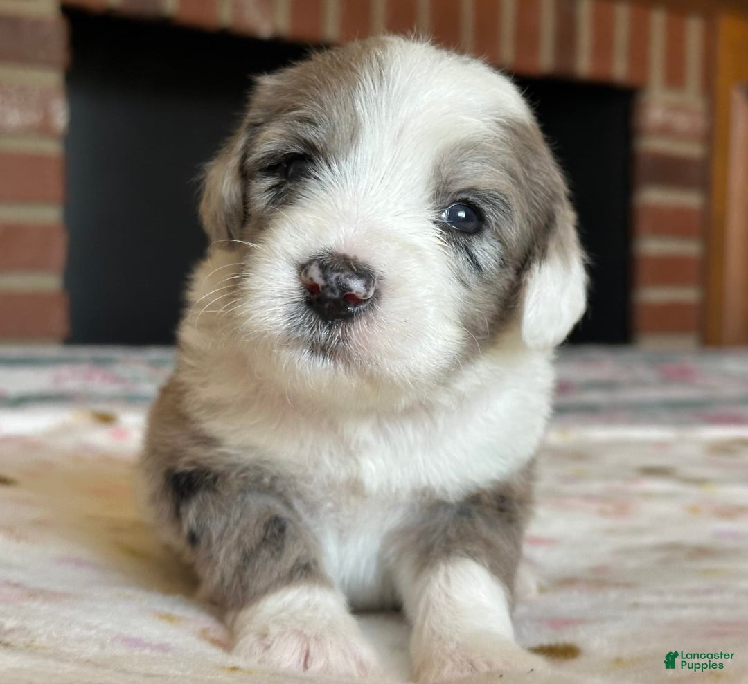 Sheepadoodle dogs for sale: Wilma - Image 2