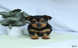 Yorkshire Terrier dogs for sale: Echo - Image 3