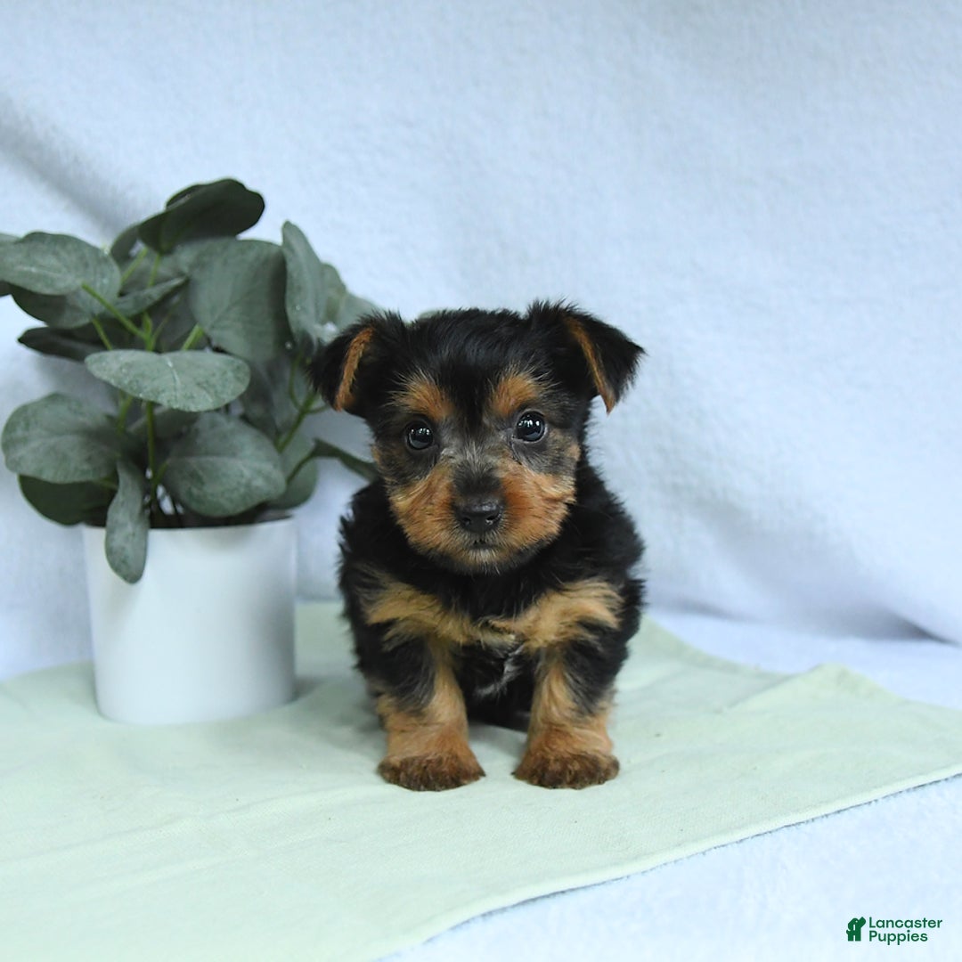 Yorkshire Terrier dogs for sale: Echo - Image 3