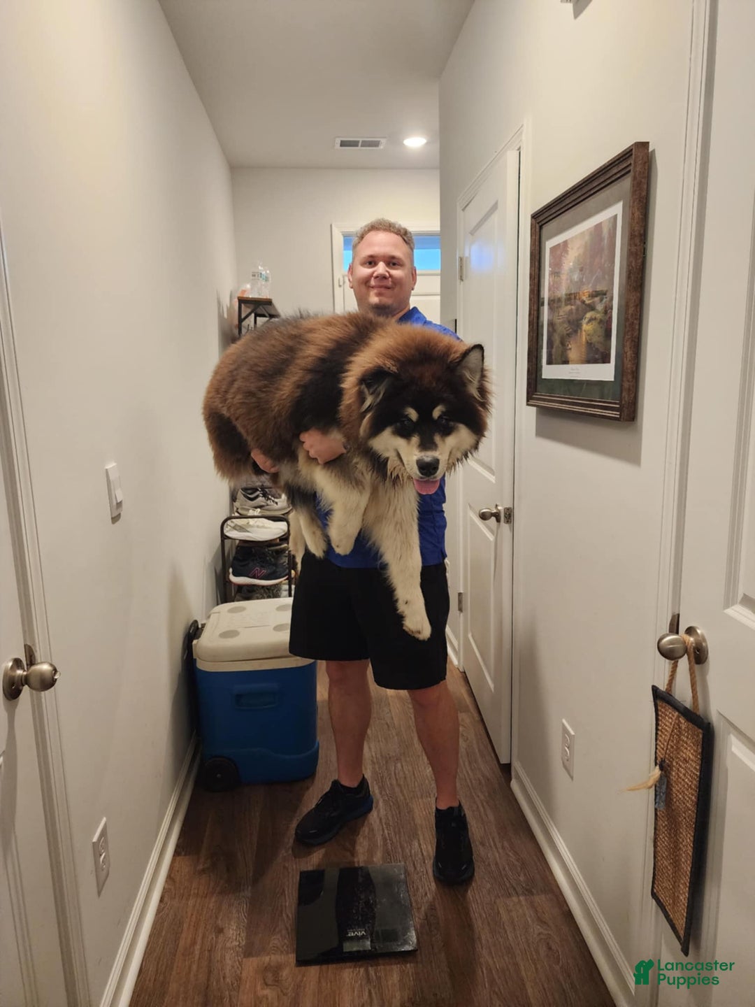 Alaskan Malamute dogs for sale: Blaze - Image 5