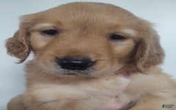 Golden Retriever dogs for sale: Coco - Image 2