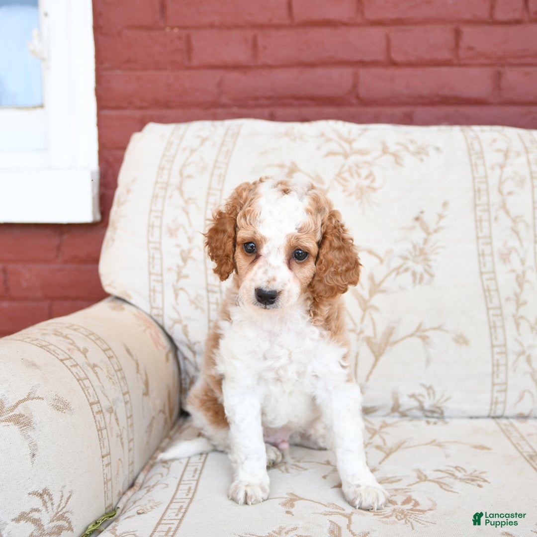 Cockapoo dogs for sale: Kermit - Image 9
