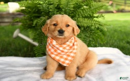 Golden Retriever dogs for sale: Cheerio - Listing for pets: Brisket, Peanut Butter, Clementine, Peaches, Olive, Waffles, Cheddar, Pepper, Cheerio - Image 5