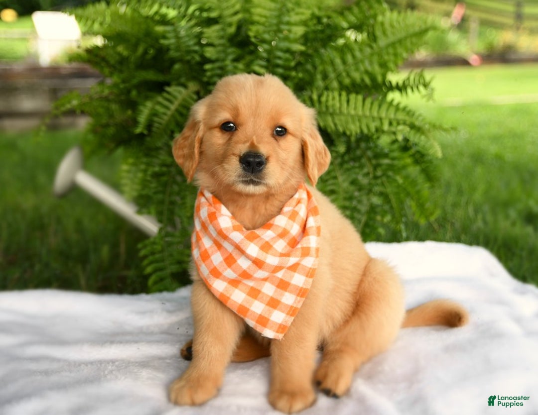 Golden Retriever dogs for sale: Cheerio - Listing for pets: Brisket, Peanut Butter, Clementine, Peaches, Olive, Waffles, Cheddar, Pepper, Cheerio - Image 5