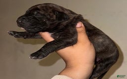 Presa Canario dogs for sale: Merlot - Image 4