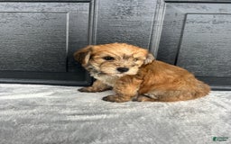 Yochon dogs for sale: Buddy - Image 1
