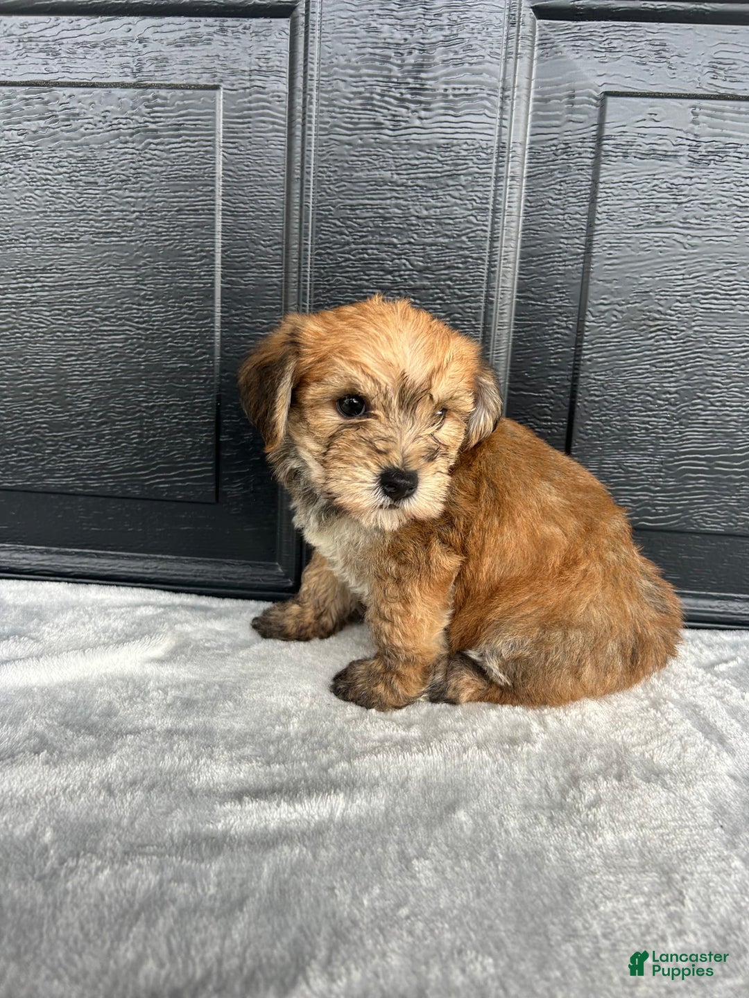 Yochon dogs for sale: Buddy - Image 1