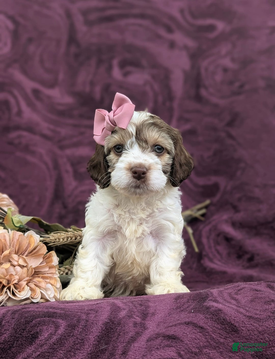 Cockapoo dogs for sale: Krystal - Image 5