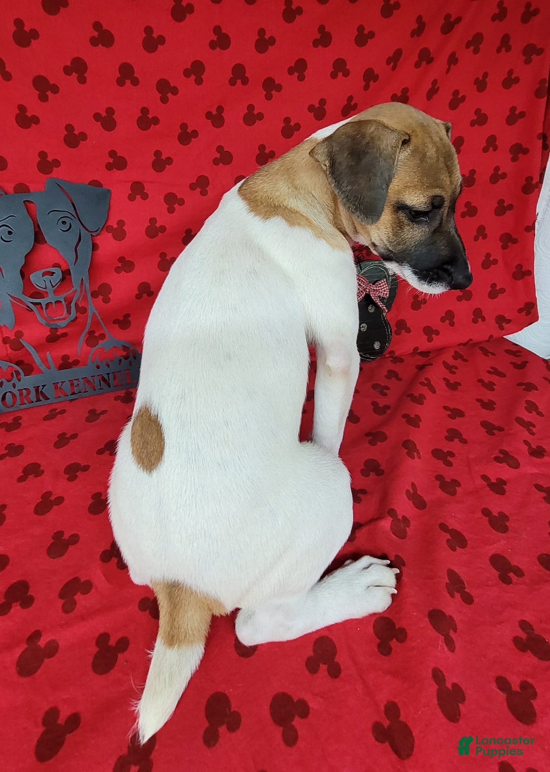 Jack Russell Terrier dogs for sale: Jack Russell Male Puck - Image 3