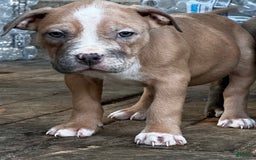 American Bully dogs for sale: Blossom - Image 12