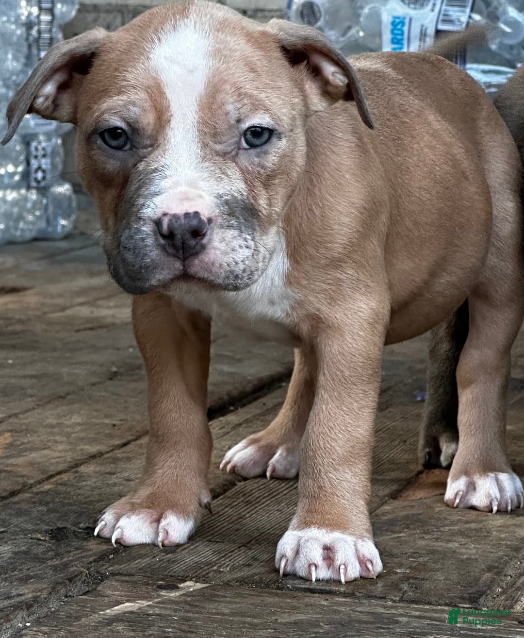American Bully dogs for sale: Blossom - Image 12