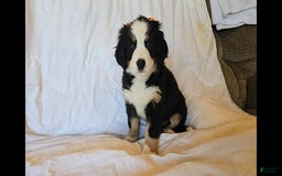 Bernese Mountain Dog dogs for sale: Poppy - Image 2